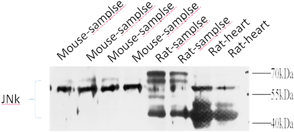 Fig.6. Western Blot analysis of Mouse samples (1), Mouse samples (2), Mouse samples (3), Mouse samples (4), Rat samples (5), Rat samples (6), rat heart (7), rat heart (8), diluted at 1:1000.