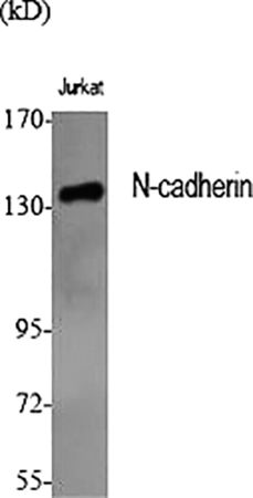 Fig.1. Western Blot analysis of various cells using N-cadherin Polyclonal Antibody diluted at 1:1000.