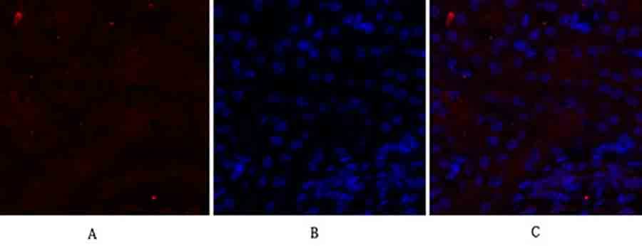 Fig.2. Immunofluorescence analysis of mouse kidney tissue. 1, N-cadherin Polyclonal Antibody (red) was diluted at 1:200 (4°C, overnight). 2, Cy3 Labeled secondary antibody was diluted at 1:300 (room temperature, 50min). 3, Picture B: DAPI (blue) 10min. Picture A: Target. Picture B: DAPI. Picture C: merge of A+B.