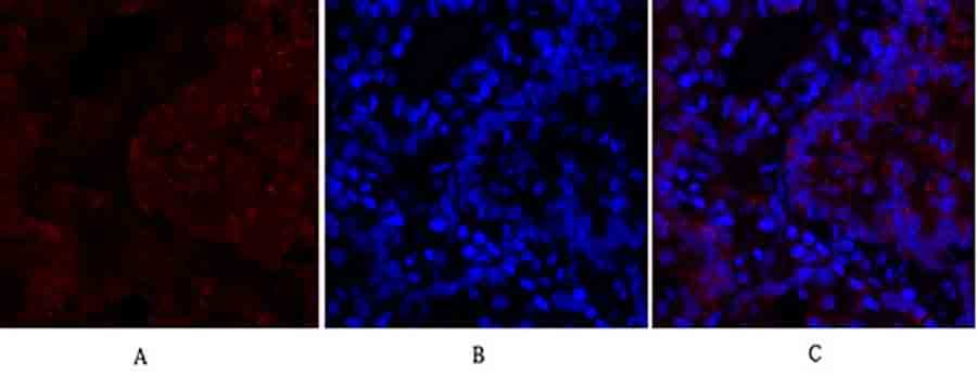 Fig.3. Immunofluorescence analysis of rat lung tissue. 1, N-cadherin Polyclonal Antibody (red) was diluted at 1:200 (4°C, overnight). 2, Cy3 Labeled secondary antibody was diluted at 1:300 (room temperature, 50min). 3, Picture B: DAPI (blue) 10min. Picture A: Target. Picture B: DAPI. Picture C: merge of A+B.