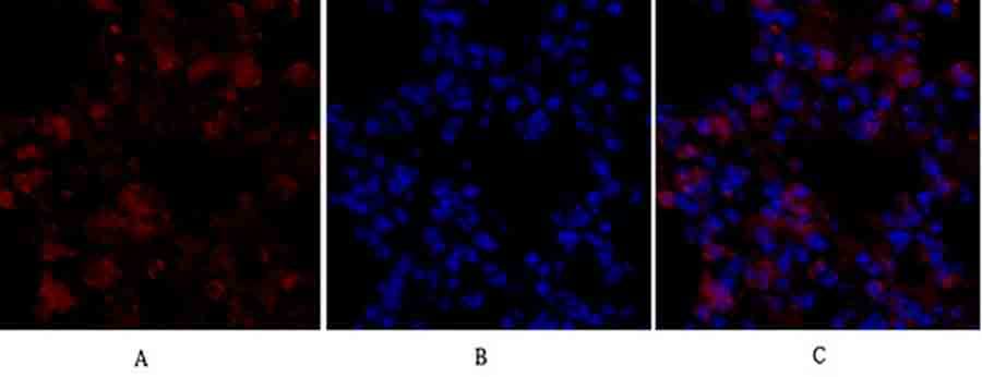 Fig.2. Immunofluorescence analysis of mouse lung tissue. 1, NOS2 Polyclonal Antibody (red) was diluted at 1:200 (4°C, overnight). 2, Cy3 Labeled secondary antibody was diluted at 1:300 (room temperature, 50min). 3, Picture B: DAPI (blue) 10min. Picture A: Target. Picture B: DAPI. Picture C: merge of A+B.