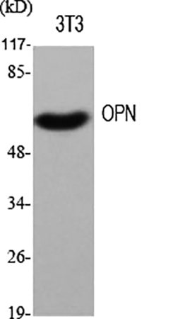 Fig.1. Western Blot analysis of various cells using OPN Polyclonal Antibody diluted at 1:500.