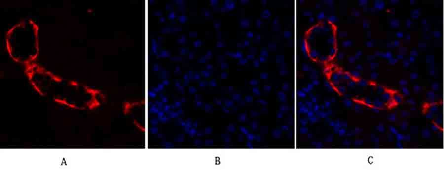 Fig.2. Immunofluorescence analysis of mouse kidney tissue. 1, PI 3-kinase p110α Polyclonal Antibody (red) was diluted at 1:200 (4°C, overnight). 2, Cy3 Labeled secondary antibody was diluted at 1:300 (room temperature, 50min). 3, Picture B: DAPI (blue) 10min. Picture A: Target. Picture B: DAPI. Picture C: merge of A+B.