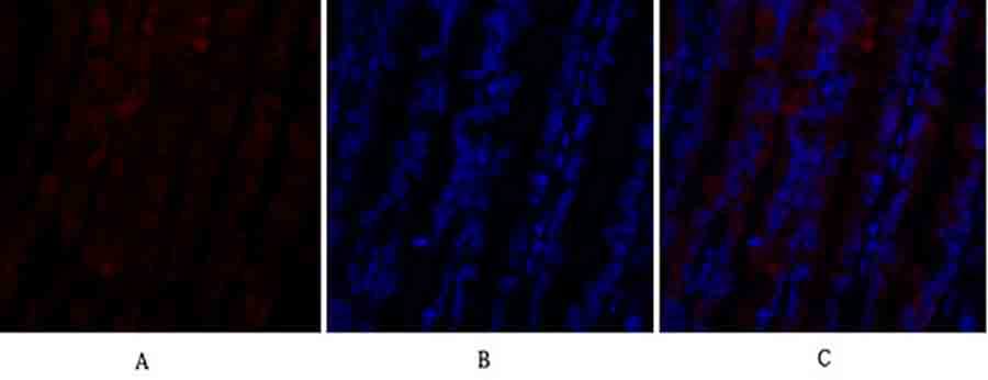 Fig.3. Immunofluorescence analysis of rat lung tissue. 1, PI 3-kinase p110α Polyclonal Antibody (red) was diluted at 1:200 (4°C, overnight). 2, Cy3 Labeled secondary antibody was diluted at 1:300 (room temperature, 50min). 3, Picture B: DAPI (blue) 10min. Picture A: Target. Picture B: DAPI. Picture C: merge of A+B.