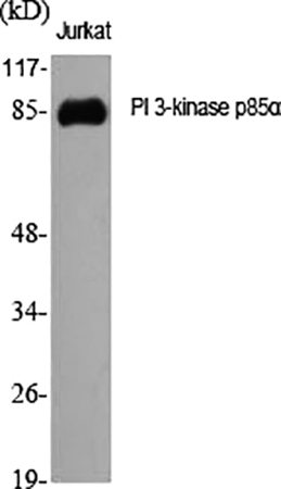Fig.1. Western Blot analysis of various cells using PI 3-kinase p85α Polyclonal Antibody diluted at 1:2000.