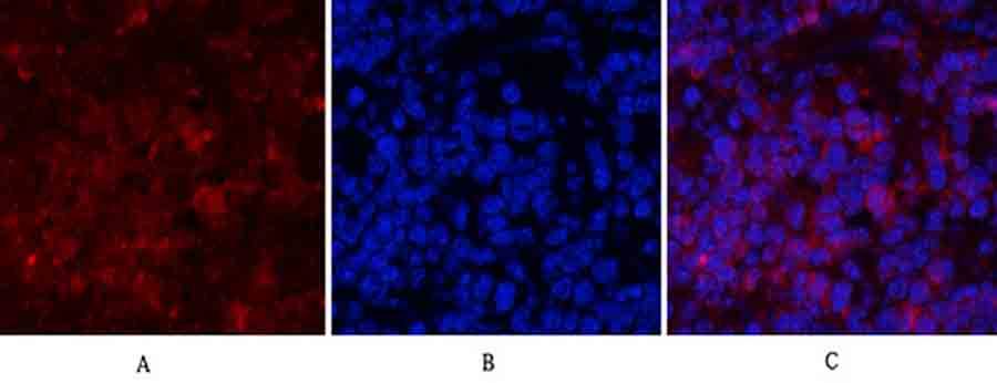 Fig.2. Immunofluorescence analysis of Mouse spleen tissue. 1,  PI 3-kinase p85α Polyclonal Antibody (red) was diluted at 1:200 (4°C, overnight). 2,  Cy3 Labeled secondary antibody was diluted at 1:300 (room temperature, 50min). 3, Picture B: DAPI (blue) 10min. Picture A: Target. Picture B: DAPI. Picture C: merge of A+B.