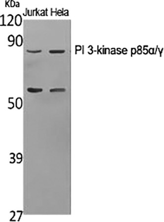 Fig.1. Western Blot analysis of Jurkat (1), Hela (2), diluted at 1:1000.