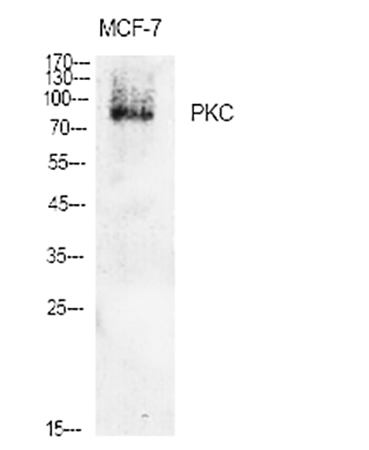 Fig.1. Western Blot analysis of various cells using PKC Polyclonal Antibody diluted at 1:2000.