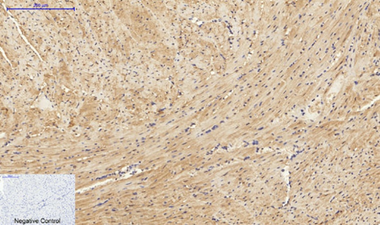 Fig.4. Immunohistochemical analysis of paraffin-embedded mouse heart tissue. 1, PKC Polyclonal Antibody was diluted at 1:200 (4°C, overnight). 2, Sodium citrate pH 6.0 was used for antibody retrieval (>98°C, 20min). 3, secondary antibody was diluted at 1:200 (room temperature, 30min). Negative control was used by secondary antibody only.