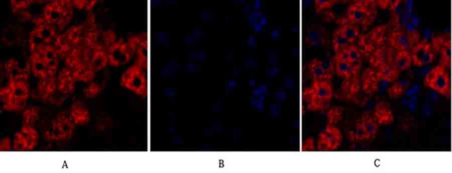 Fig.2. Immunofluorescence analysis of mouse liver tissue. 1, Rock-1 Polyclonal Antibody (red) was diluted at 1:200 (4°C, overnight). 2, Cy3 Labeled secondary antibody was diluted at 1:300 (room temperature, 50min). 3, Picture B: DAPI (blue) 10min. Picture A: Target. Picture B: DAPI. Picture C: merge of A+B.
