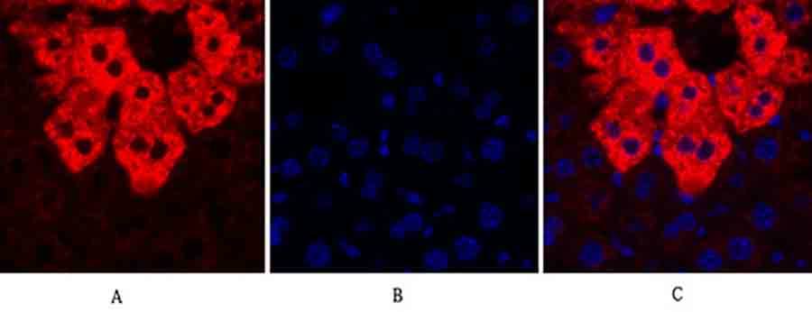 Fig.2. Immunofluorescence analysis of mouse liver tissue. 1, SOCS-1 Polyclonal Antibody (red) was diluted at 1:200 (4°C, overnight). 2, Cy3 Labeled secondary antibody was diluted at 1:300 (room temperature, 50min). 3, Picture B: DAPI (blue) 10min. Picture A: Target. Picture B: DAPI. Picture C: merge of A+B.
