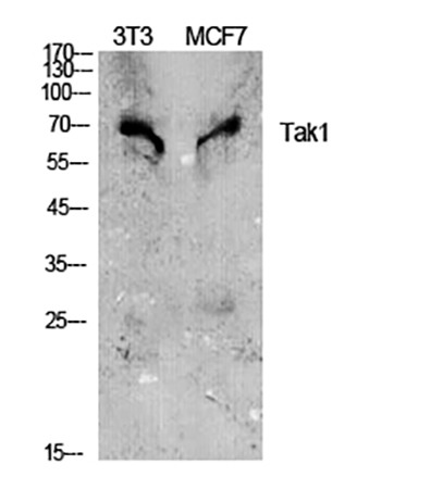 Fig.1. Western Blot analysis of 3T3 (1), MCF-7 (2), diluted at 1:1000.
