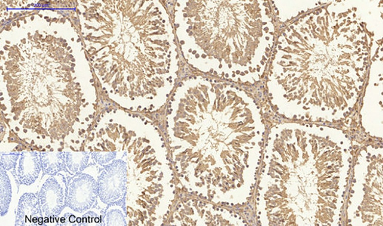 Fig.7. Immunohistochemical analysis of paraffin-embedded rat testis tissue. 1, Tak1 Polyclonal Antibody was diluted at 1:200 (4°C, overnight). 2, Sodium citrate pH 6.0 was used for antibody retrieval (>98°C, 20min). 3, secondary antibody was diluted at 1:200 (room temperature, 30min). Negative control was used by secondary antibody only.