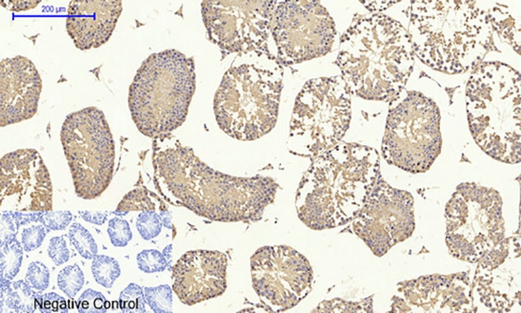 Fig.5. Immunohistochemical analysis of paraffin-embedded mouse testis tissue. 1, TGFβ1 Polyclonal Antibody was diluted at 1:200 (4°C, overnight). 2, Sodium citrate pH 6.0 was used for antibody retrieval (>98°C, 20min). 3, secondary antibody was diluted at 1:200 (room temperature, 30min). Negative control was used by secondary antibody only.