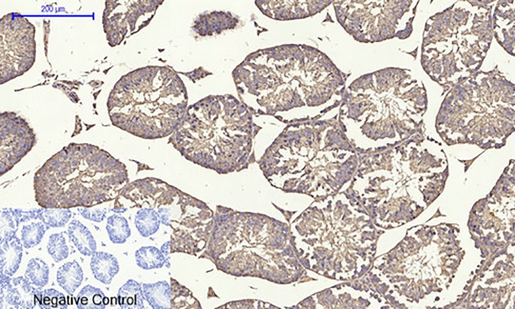 Fig.5. Immunohistochemical analysis of paraffin-embedded mouse testis tissue. 1, Tubulin α Polyclonal Antibody was diluted at 1:200 (4°C, overnight). 2, Sodium citrate pH 6.0 was used for antibody retrieval (>98°C, 20min). 3, secondary antibody was diluted at 1:200 (room temperature, 30min). Negative control was used by secondary antibody only.