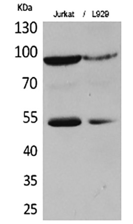 Fig.1. Western Blot analysis of Jurkat (1), L929 (2), diluted at 1:500.