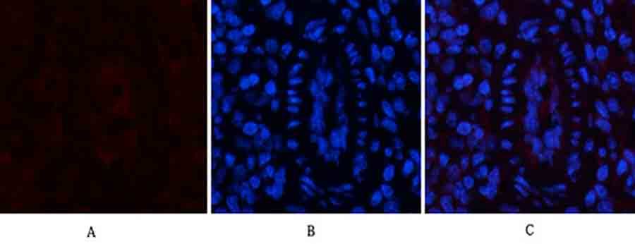 Fig.3. Immunofluorescence analysis of mouse spleen tissue. 1, EPAS-1 Polyclonal Antibody (red) was diluted at 1:200 (4°C, overnight). 2, Cy3 Labeled secondary antibody was diluted at 1:300 (room temperature, 50min). 3, Picture B: DAPI (blue) 10min. Picture A: Target. Picture B: DAPI. Picture C: merge of A+B.