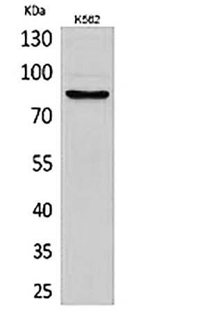 Fig.1. Western Blot analysis of K562 cells using MMP-9 Polyclonal Antibody. Antibody was diluted at 1:500.