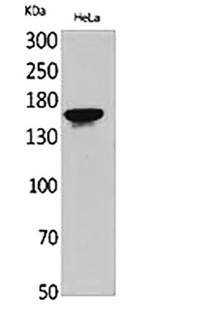 Fig.1. Western Blot analysis of HeLa cells using Jagged1 Polyclonal Antibody.