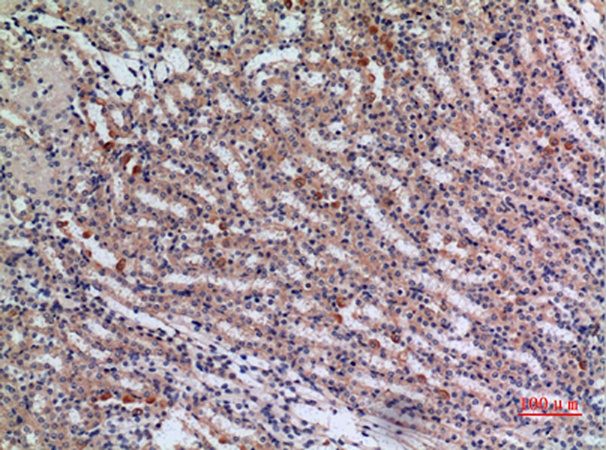 Fig.2. Immunohistochemical analysis of paraffin-embedded mouse kidney, antibody was diluted at 1:100.
