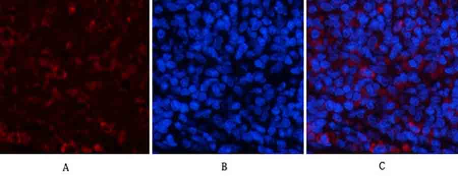 Fig.4. Immunofluorescence analysis of rat spleen tissue. 1, Jagged1 Polyclonal Antibody (red) was diluted at 1:200 (4°C, overnight). 2, Cy3 Labeled secondary antibody was diluted at 1:300 (room temperature, 50min). 3, Picture B: DAPI (blue) 10min. Picture A: Target. Picture B: DAPI. Picture C: merge of A+B.