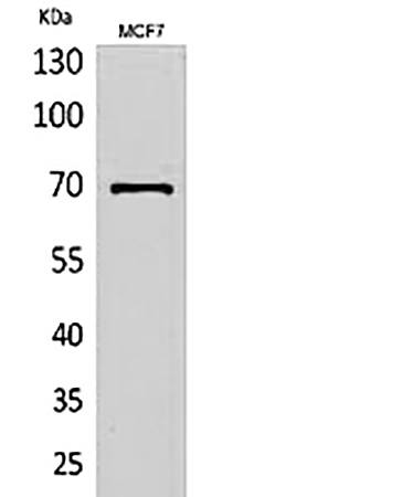 Fig.1. Western Blot analysis of MCF7 cells using HSP70 Polyclonal Antibody.