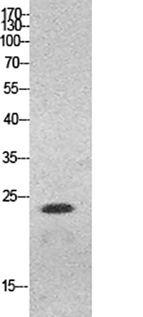 Fig.1. Western Blot analysis of HeLa cells using HMG-1 Polyclonal Antibody. Antibody was diluted at 1:500.