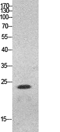 Fig.1. Western Blot analysis of HeLa cells using HMG-1 Polyclonal Antibody. Antibody was diluted at 1:500.