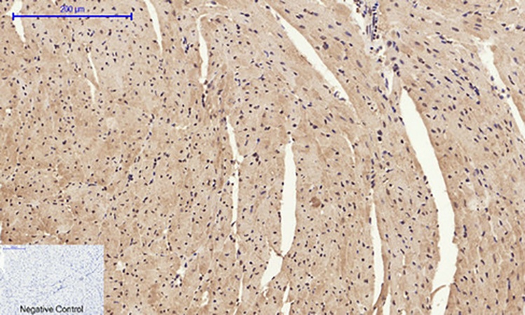 Fig.4. Immunohistochemical analysis of paraffin-embedded mouse heart tissue. 1, HMG-1 Polyclonal Antibody was diluted at 1:200 (4°C, overnight). 2, Sodium citrate pH 6.0 was used for antibody retrieval (>98°C, 20min). 3, secondary antibody was diluted at 1:200 (room temperature, 30min). Negative control was used by secondary antibody only.