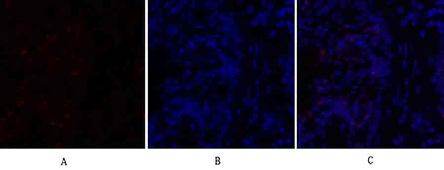 Fig.2. Immunofluorescence analysis of rat lung tissue. 1, C/EBP β Polyclonal Antibody (red) was diluted at 1:200 (4°C, overnight). 2, Cy3 Labeled secondary antibody was diluted at 1:300 (room temperature, 50min). 3, Picture B: DAPI (blue) 10min. Picture A: Target. Picture B: DAPI. Picture C: merge of A+B.