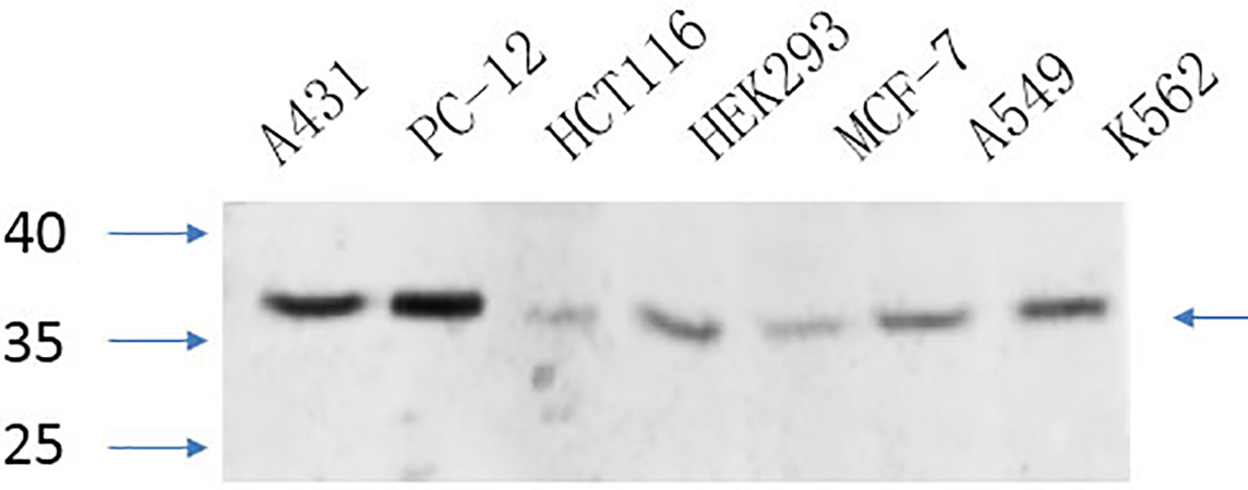 Fig.6. Western Blot analysis of A431 (1), PC-12 (2), HCT116 (3), HEK293 (4), MCF-7 (5), A549 (6), K562 (7),  diluted at 1:1000.