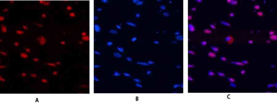 Fig.2. Immunofluorescence analysis of rat heart tissue. 1, Histone H4 Polyclonal Antibody (red) was diluted at 1:200 (4°,overnight). 2, Cy3 Labeled secondary antibody was diluted at 1:300 (room temperature, 50min). 3, Picture B: DAPI (blue) 10min. Picture A: Target. Picture B: DAPI. Picture C: merge of A+B.
