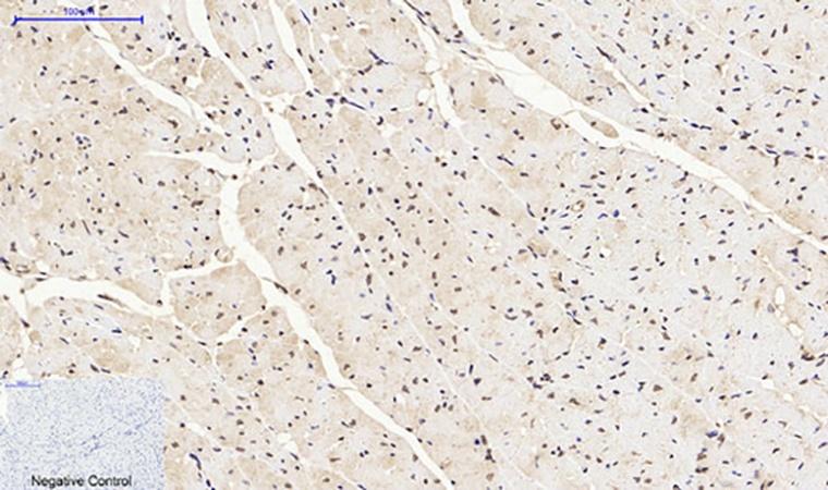 Fig.4. Immunohistochemical analysis of paraffin-embedded mouse heart tissue. 1, Histone H4 Polyclonal Antibody was diluted at 1:200 (4°C, overnight). 2, Sodium citrate pH 6.0 was used for antibody retrieval (>98°C, 20min). 3, secondary antibody was diluted at 1:200 (room temperature, 30min). Negative control was used by secondary antibody only.