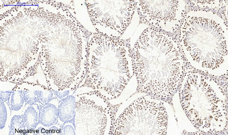 Fig.5. Immunohistochemical analysis of paraffin-embedded rat testis tissue. 1, Histone H4 Polyclonal Antibody was diluted at 1:200 (4°C, overnight). 2, Sodium citrate pH 6.0 was used for antibody retrieval (>98°C, 20min). 3, secondary antibody was diluted at 1:200 (room temperature, 30min). Negative control was used by secondary antibody only.