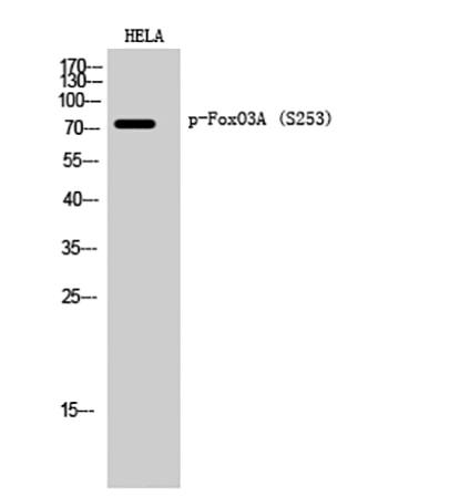 Fig.1. Western Blot analysis of HELA cells using Phospho-FoxO3A (S253) Polyclonal Antibody diluted at 1:2000.