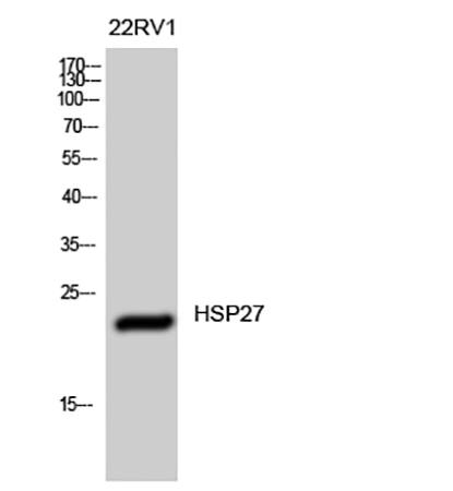 Fig.1. Western Blot analysis of 22RV1 cells using HSP27 Polyclonal Antibody diluted at 1:1000.