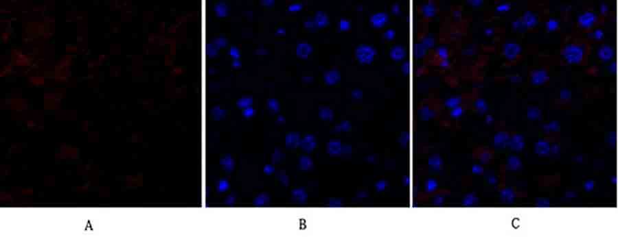Fig.2. Immunofluorescence analysis of mouse liver tissue. 1, HSP27 Polyclonal Antibody (red) was diluted at 1:200 (4°C, overnight). 2, Cy3 Labeled secondary antibody was diluted at 1:300 (room temperature, 50min). 3, Picture B: DAPI (blue) 10min. Picture A: Target. Picture B: DAPI. Picture C: merge of A+B.