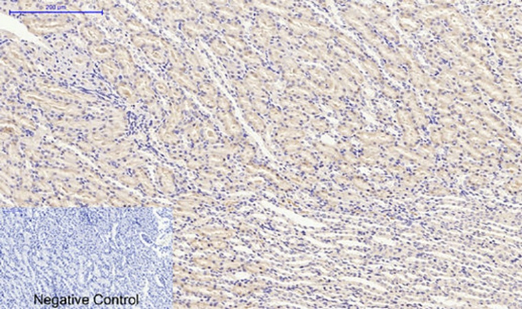 Fig.4. Immunohistochemical analysis of paraffin-embedded rat kidney tissue. 1, HSP27 Polyclonal Antibody was diluted at 1:200 (4°C, overnight). 2, Sodium citrate pH 6.0 was used for antibody retrieval (>98°C, 20min). 3, secondary antibody was diluted at 1:200 (room temperature, 30min). Negative control was used by secondary antibody only.
