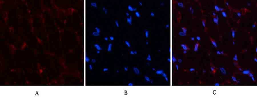 Fig.2. Immunofluorescence analysis of rat heart tissue. 1, PDGF-B Polyclonal Antibody (red) was diluted at 1:200 (4°C, overnight). 2, Cy3 Labeled secondary antibody was diluted at 1:300 (room temperature, 50min). 3, Picture B: DAPI (blue) 10min. Picture A: Target. Picture B: DAPI. Picture C: merge of A+B.
