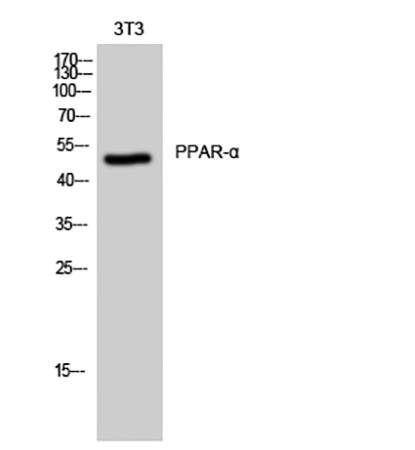 Fig.1. Western Blot analysis of 3T3 cells using PPAR-α Polyclonal Antibody.