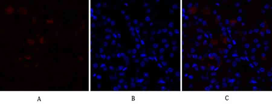 Fig.2. Immunofluorescence analysis of mouse kidney tissue. 1, PPAR-α Polyclonal Antibody (red) was diluted at 1:200 (4°C, overnight). 2, Cy3 Labeled secondary antibody was diluted at 1:300 (room temperature, 50min). 3, Picture B: DAPI (blue) 10min. Picture A: Target. Picture B: DAPI. Picture C: merge of A+B.