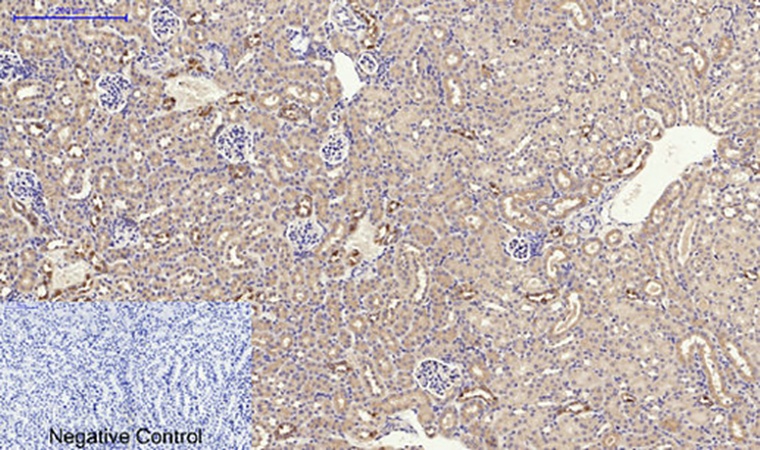Fig.5. Immunohistochemical analysis of paraffin-embedded mouse kidney tissue. 1, PPAR-α Polyclonal Antibody was diluted at 1:200 (4°C, overnight). 2, Sodium citrate pH 6.0 was used for antibody retrieval (>98°C, 20min). 3, secondary antibody was diluted at 1:200 (room temperature, 30min). Negative control was used by secondary antibody only.