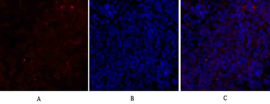 Fig.1. Immunofluorescence analysis of mouse lung tissue. 1, Bax Polyclonal Antibody (red) was diluted at 1:200 (4°C, overnight). 2, Cy3 Labeled secondary antibody was diluted at 1:300 (room temperature, 50min). 3, Picture B: DAPI (blue) 10min. Picture A: Target. Picture B: DAPI. Picture C: merge of A+B.