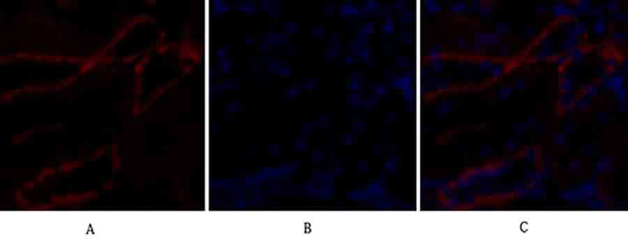 Fig.2. Immunofluorescence analysis of rat kidney tissue. 1, Bax Polyclonal Antibody (red) was diluted at 1:200 (4°C, overnight). 2, Cy3 Labeled secondary antibody was diluted at 1:300 (room temperature, 50min). 3, Picture B: DAPI (blue) 10min. Picture A: Target. Picture B: DAPI. Picture C: merge of A+B.