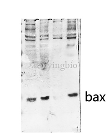 Fig.4. Western Blot analysis of Hela MCF-7 U2OS 3T3 cells, antibody was diluted at 1:500.