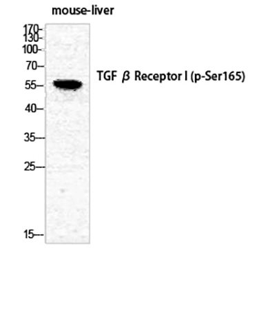 Fig.1. Western Blot analysis of mouse liver cells using Phospho-TGFβ RI (S165) Polyclonal Antibody diluted at 1:1000.