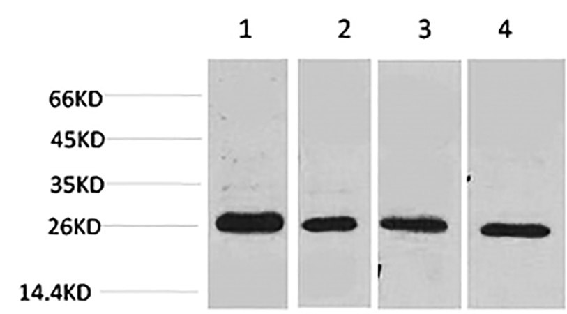 Fig.2. Western blot analysis of 1) MCF7, 2) Mouse Heart tissue, 3) Rat Heart tissue, 4) rat brain tissue using SLUG Polyclonal Antibody.