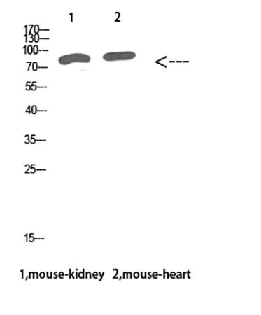 Fig.6. Western Blot analysis of mouse kidney (1), mouse heart (2), diluted at 1:500.