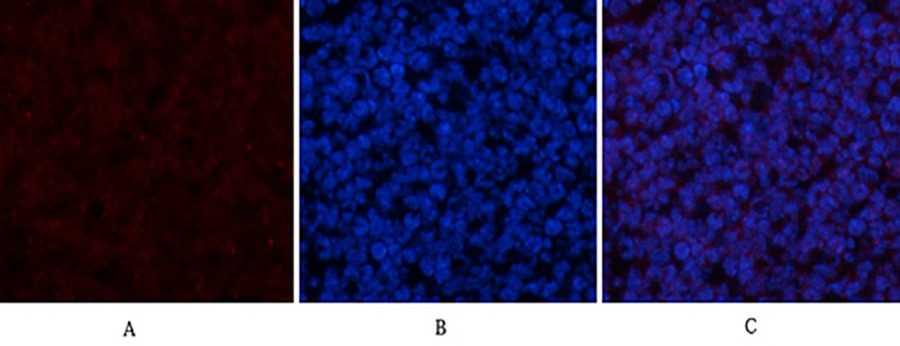 Fig.1. Immunofluorescence analysis of mouse spleen tissue. 1, CYCS Polyclonal Antibody (red) was diluted at 1:200 (4°C, overnight). 2, Cy3 Labeled secondary antibody was diluted at 1:300 (room temperature, 50min). 3, Picture B: DAPI (blue) 10min. Picture A: Target. Picture B: DAPI. Picture C: merge of A+B.