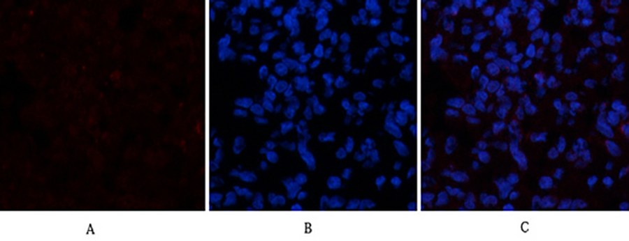 Fig.2. Immunofluorescence analysis of rat lung tissue. 1, CYCS Polyclonal Antibody (red) was diluted at 1:200 (4°C, overnight). 2, Cy3 Labeled secondary antibody was diluted at 1:300 (room temperature, 50min). 3, Picture B: DAPI (blue) 10min. Picture A: Target. Picture B: DAPI. Picture C: merge of A+B.